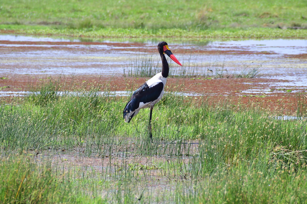 Amboseli Nat. Reserve